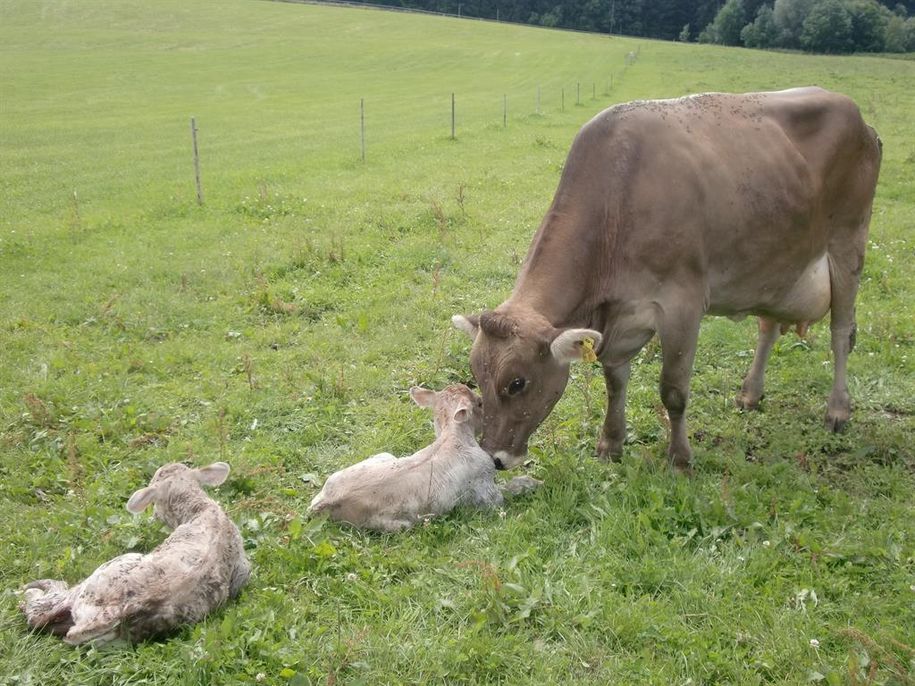 Geburt von Zwillingskälbern