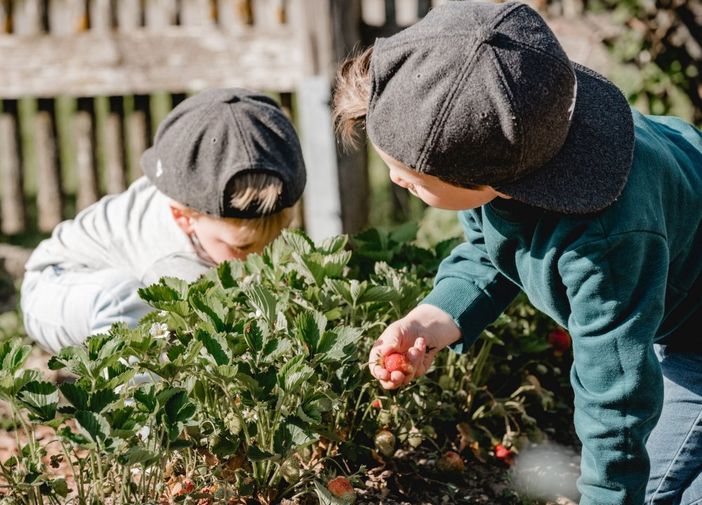 Frische Erdbeeren aus unserem Garten