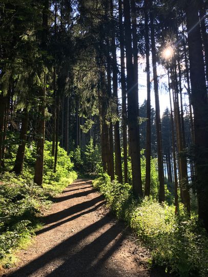 Waldweg