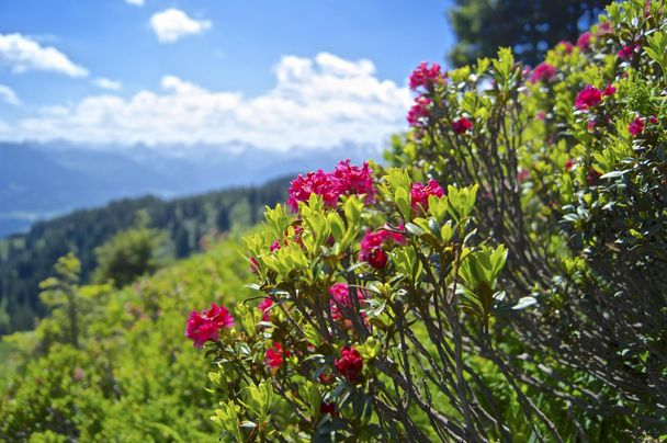 Alpenrosenblüte am Rangiswanger Horn