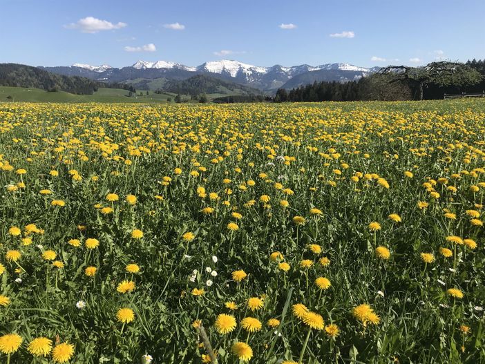 Hochgrat Frühling Wiese Berg Löwenzahn Stiefenhofe