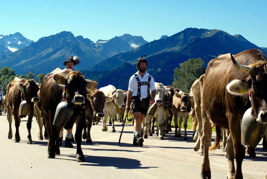 Viehscheid - Almabtrieb - die Allgäuer Tradition