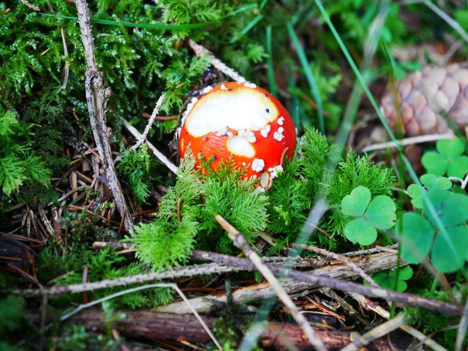 Zu Fuß im nahegelegenen Wald gibts Herbstliches