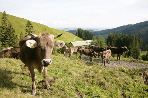 Alpe Schnitzlertal