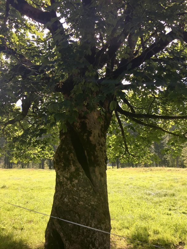 Markanter Baum entlang des Wegs