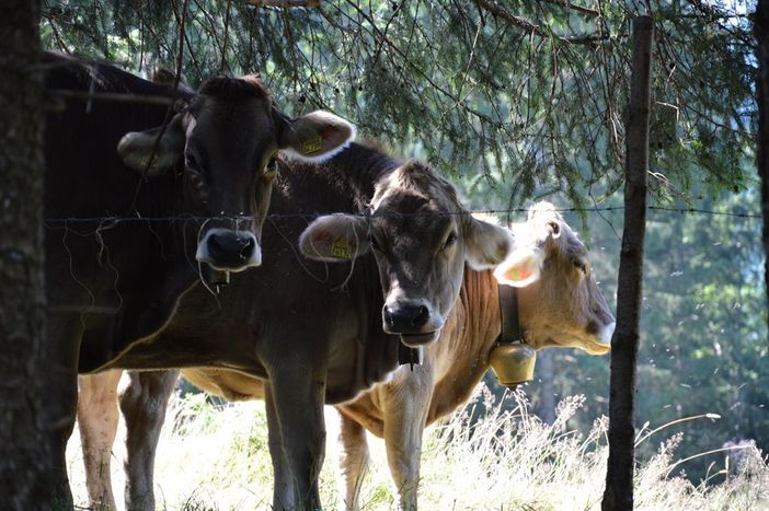 Allgäuer Schumpen auf der Alm