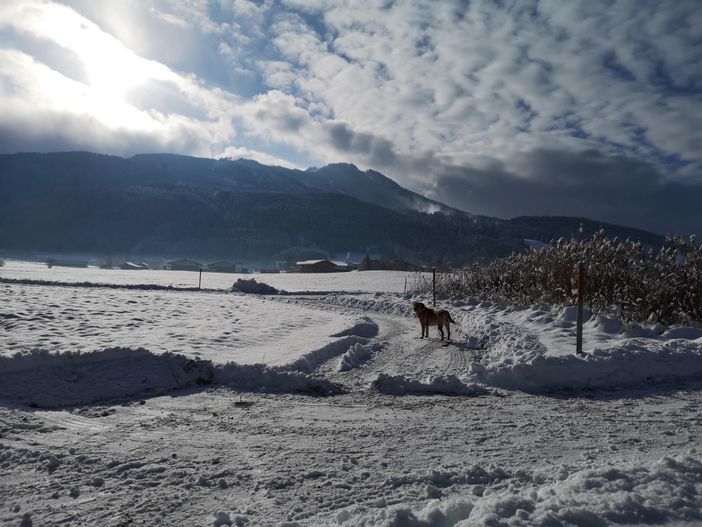 Geräumter Spazierweg mit Blick auf die Alpspitze