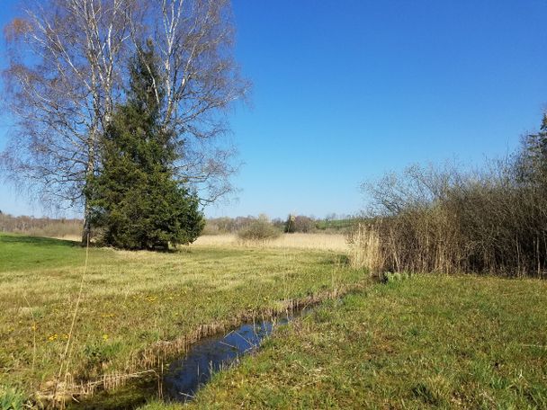 Moorwiese im Frühling