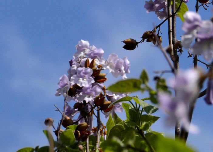 Blühende Paulownia