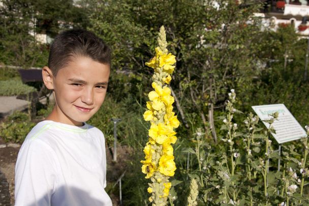 Kräuter, Blumen und Co.