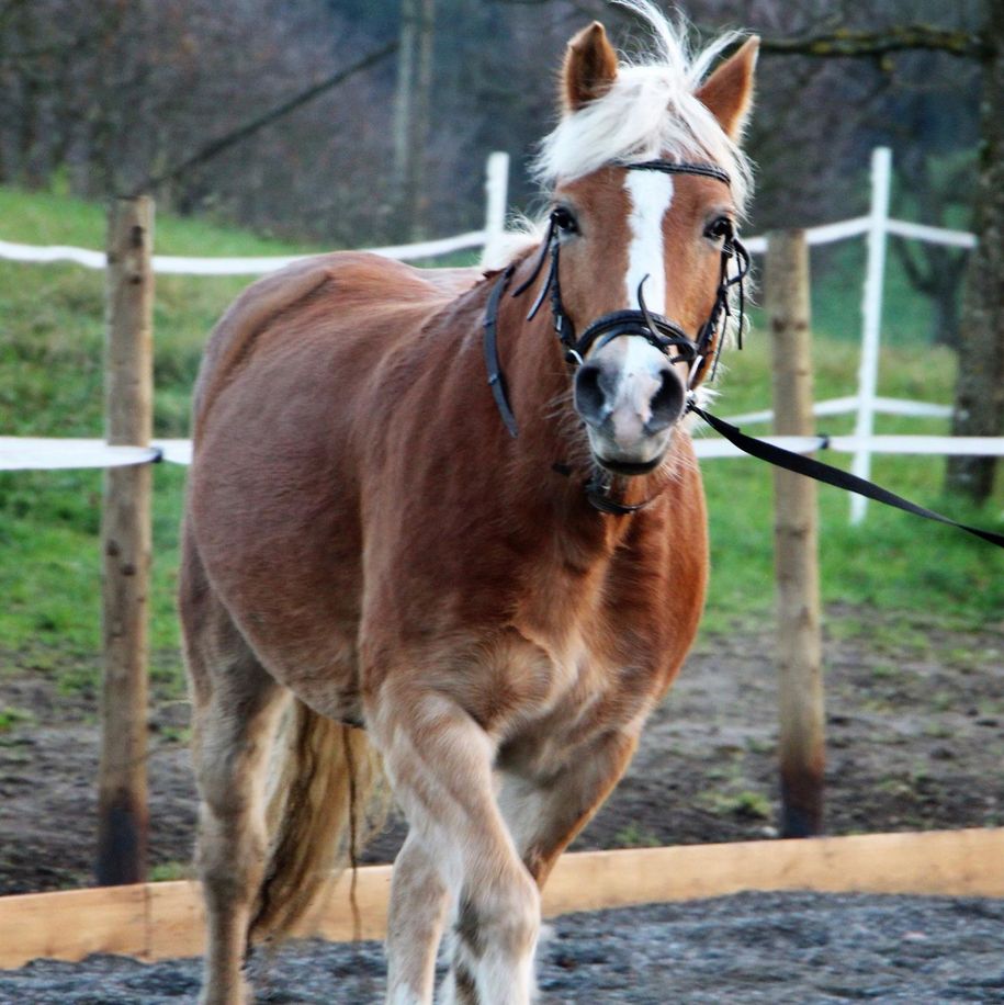 Ria auf dem Reitplatz