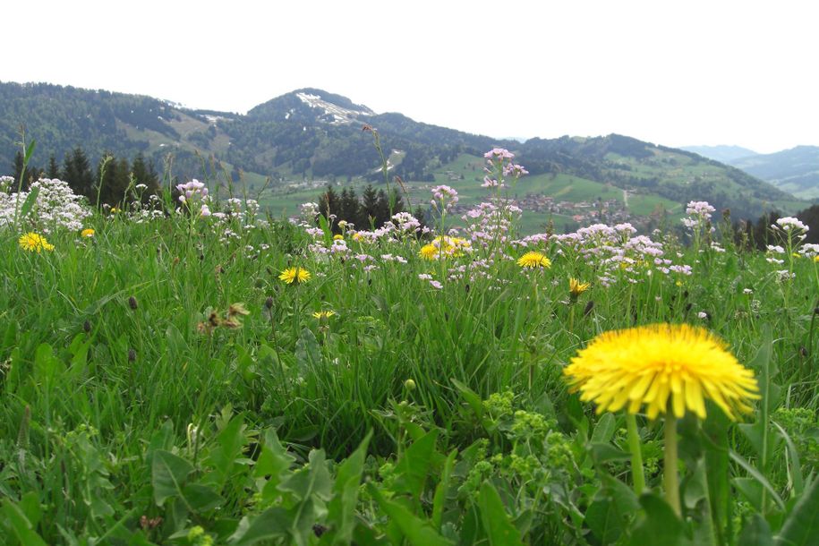 Der Frühling kommt