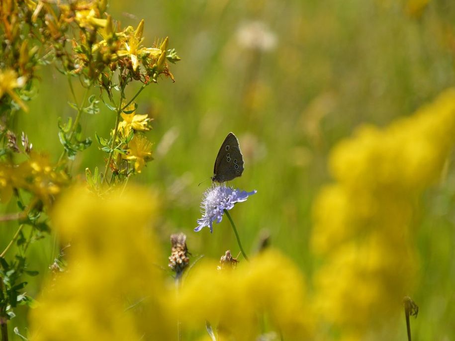 Gartenzauber - Sylvia König