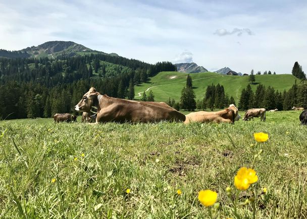 Bergsommeridylle am Seifenmoos