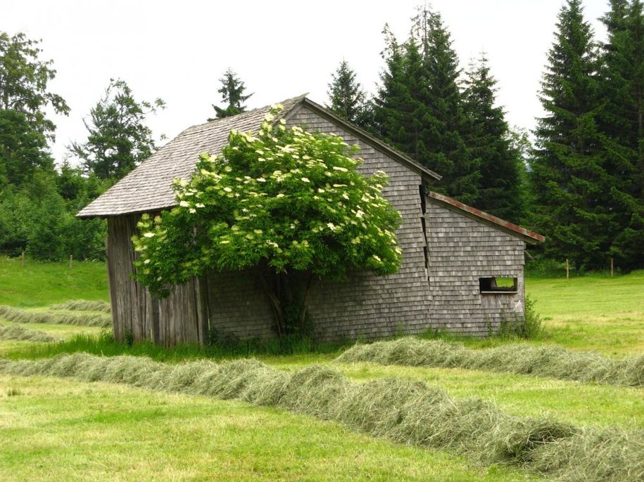 Holunderblüten - dieser Duft