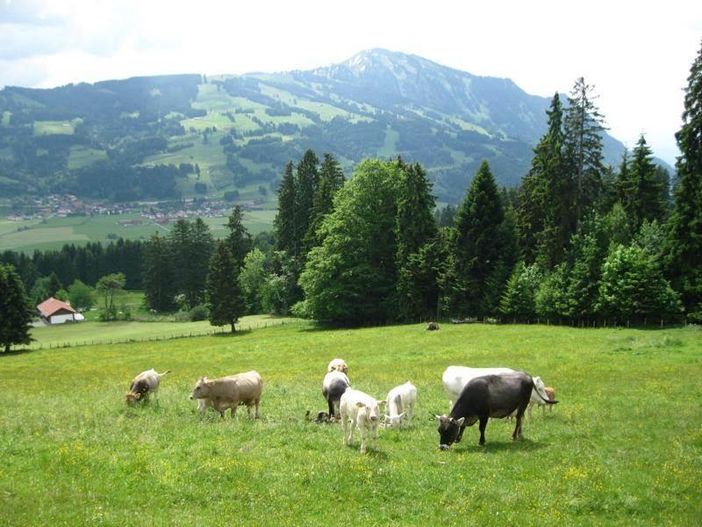 unsere Mutterkühe, im Hintergrund der Grünten