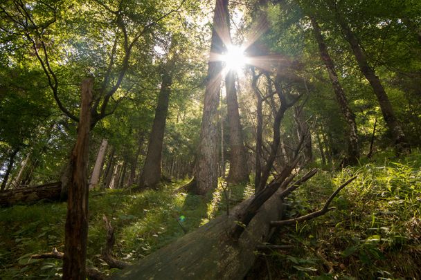 Wanderweg durch Bergwald