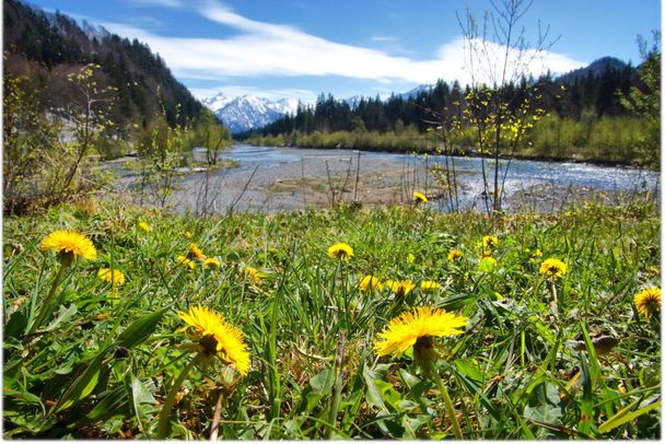 Blick vom Ende des Sees auf die Iller im Frühling