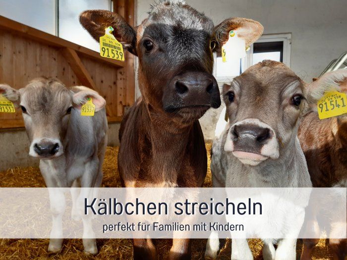 kaelbchen-streicheln-kinder