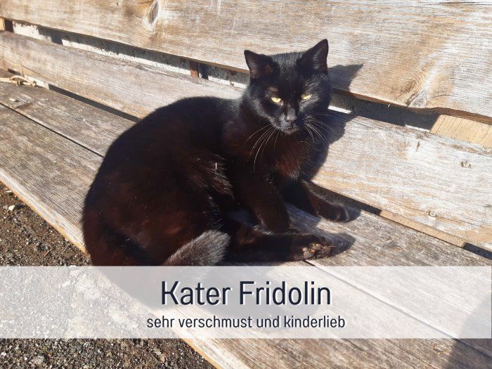 kater-fridolin-kinderlieb