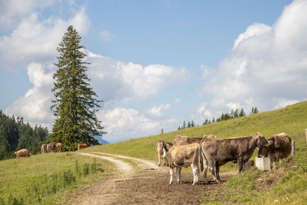 Allgäuer Braunvieh am Kienberg