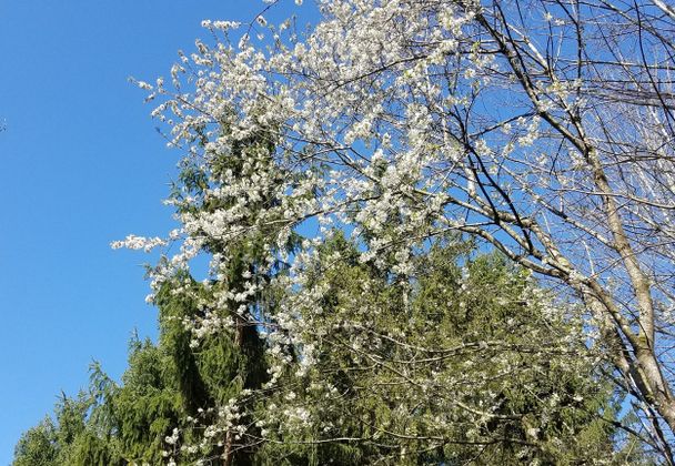 Die Wildkirschen blühen