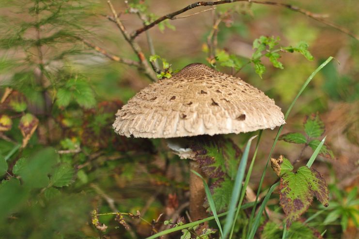 Kraftquelle Allgäu - Wald