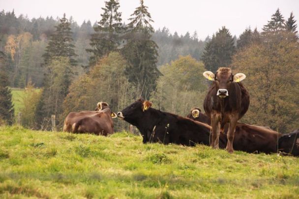 Allgäuer Braunvieh