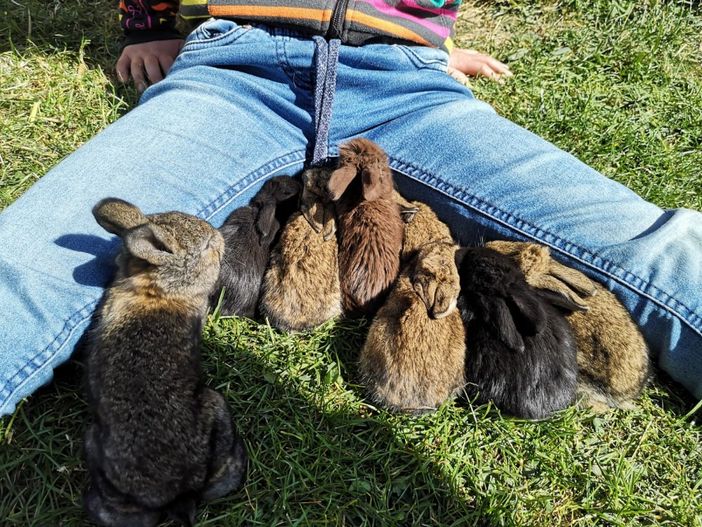 Hasenfamilie ganz nah.