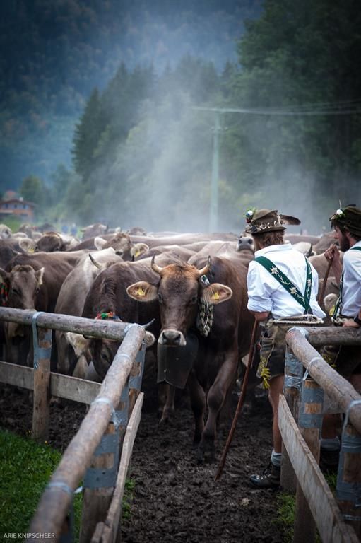 Viehscheid (Almabtrieb) in Hindelang