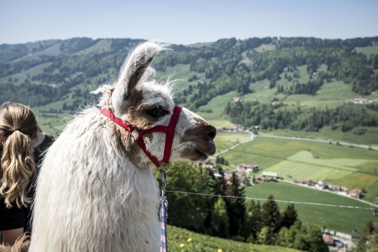 Alpaka mit Bergblick