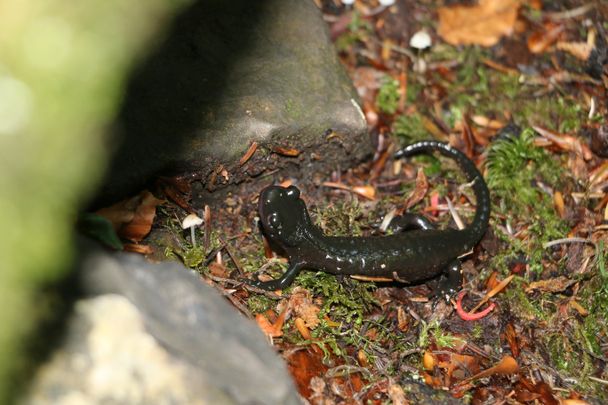 Salamander in der Höllschlucht