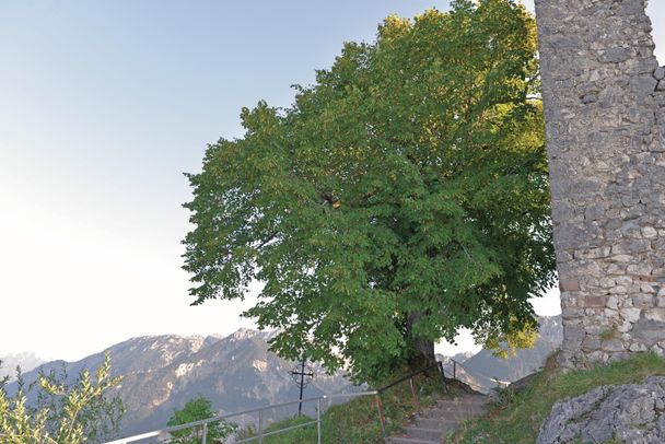 Burgruine Falkenstein, mit 1.268 m Deutschlands höchstgelegene Burgruine