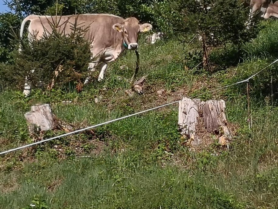 Manchmal mit freundlichen Nachbarn