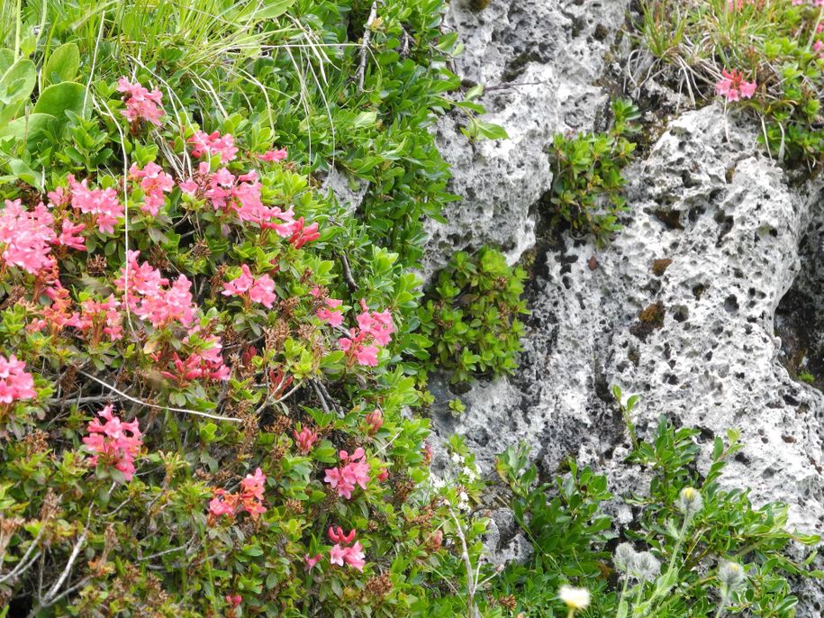 und Alpenrosen