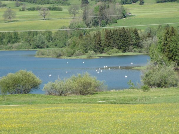 Schwäne am Grüntensee