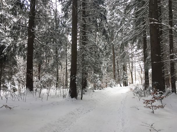 Verschneiter Waldweg bei Bolsterlang