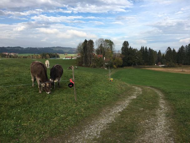 Feldweg vorbei an Jungvieh Richtung Speiden