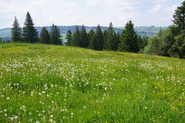 Allgäuer Königsalpenroute - Etappe 3: Nesselwang-Seeg