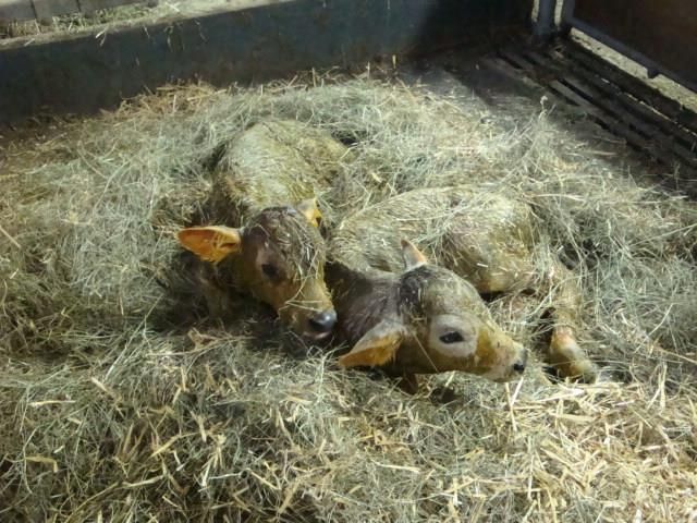 frischgeborene Zwillinge, Glück im Stall