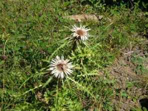 Silberdistel