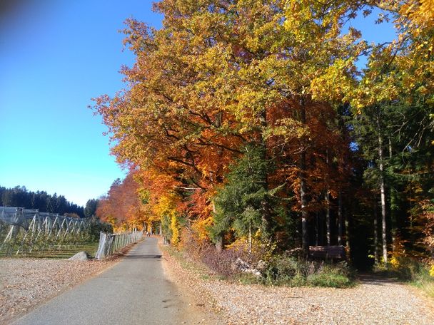 Herbststimmung bei Hengnau