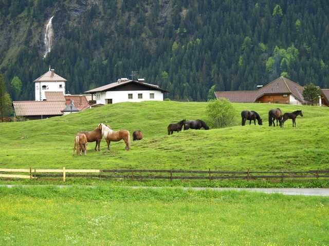 Ausblick mit Pferde