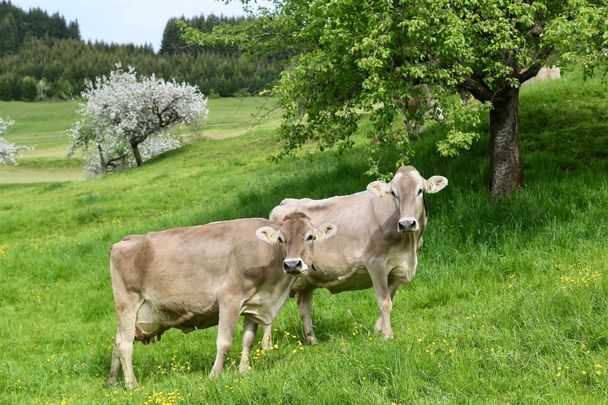 Bergbauern-Sennerei Hüttenberg - Auf der Weide