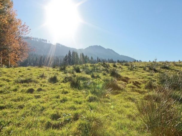 Bei der Unteren Alm in Nesselwang im Allgäu