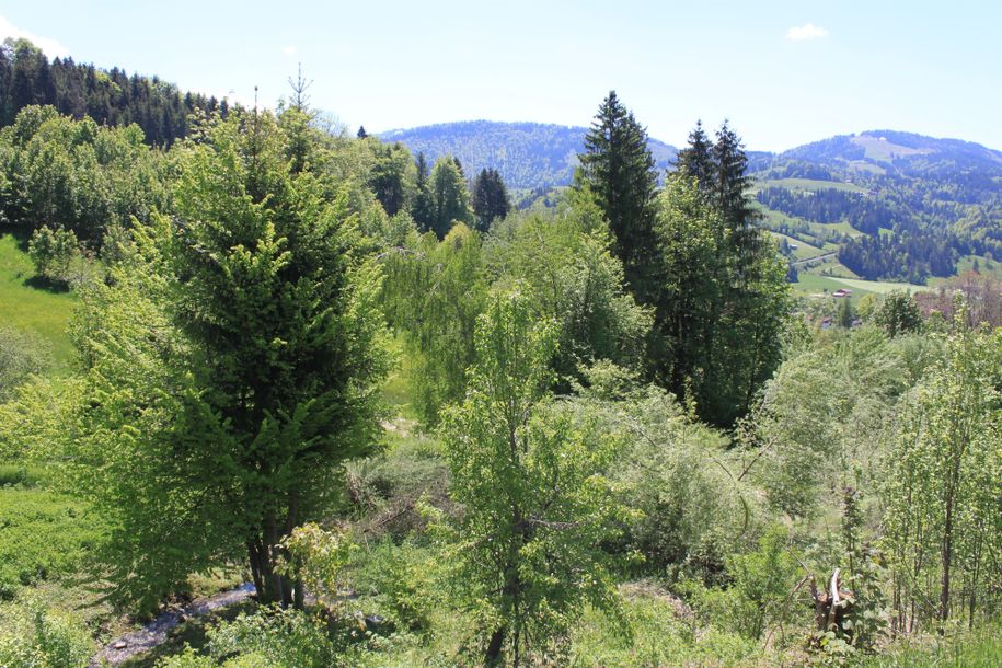 Blick in die Natur von der Terrasse