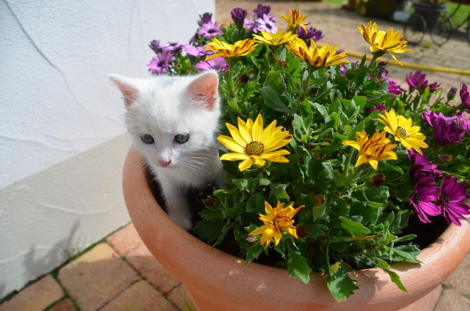 Katzen am Hof