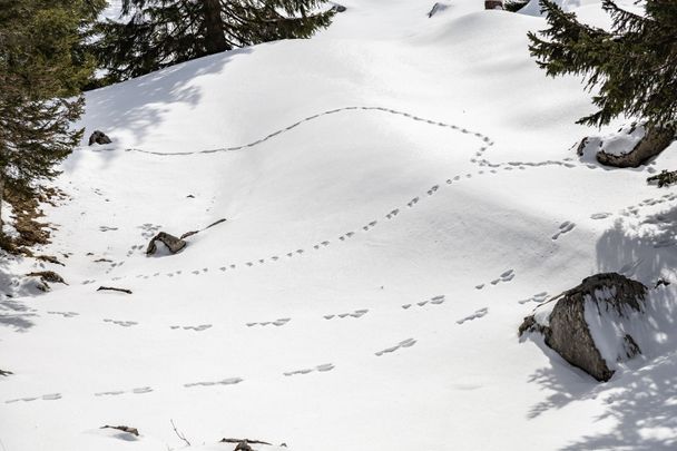 Tierspuren im Schnee