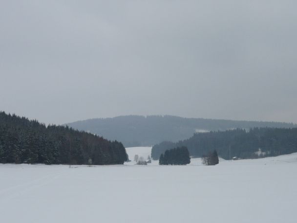 Am Waldrand nördlich der Alpe Hochegg