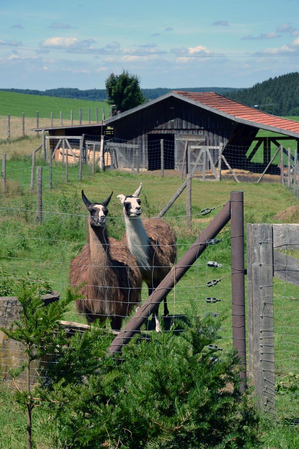 Unsere Lamas